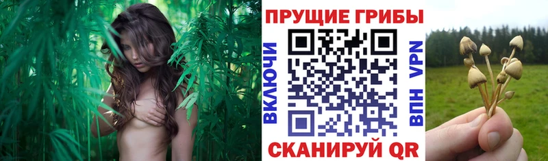 Псилоцибиновые грибы мицелий  наркотики  hydra ссылки  Кириши 